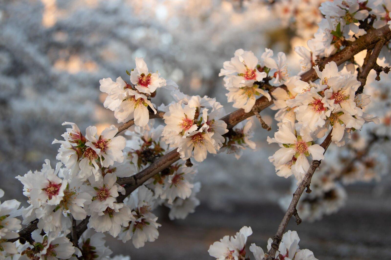 Almond blossom winter