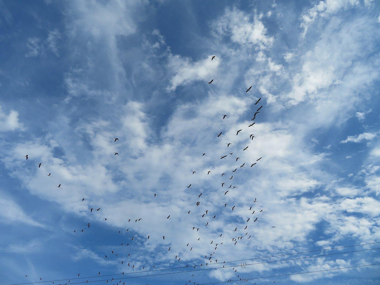 Flamingos Ebro Delta
