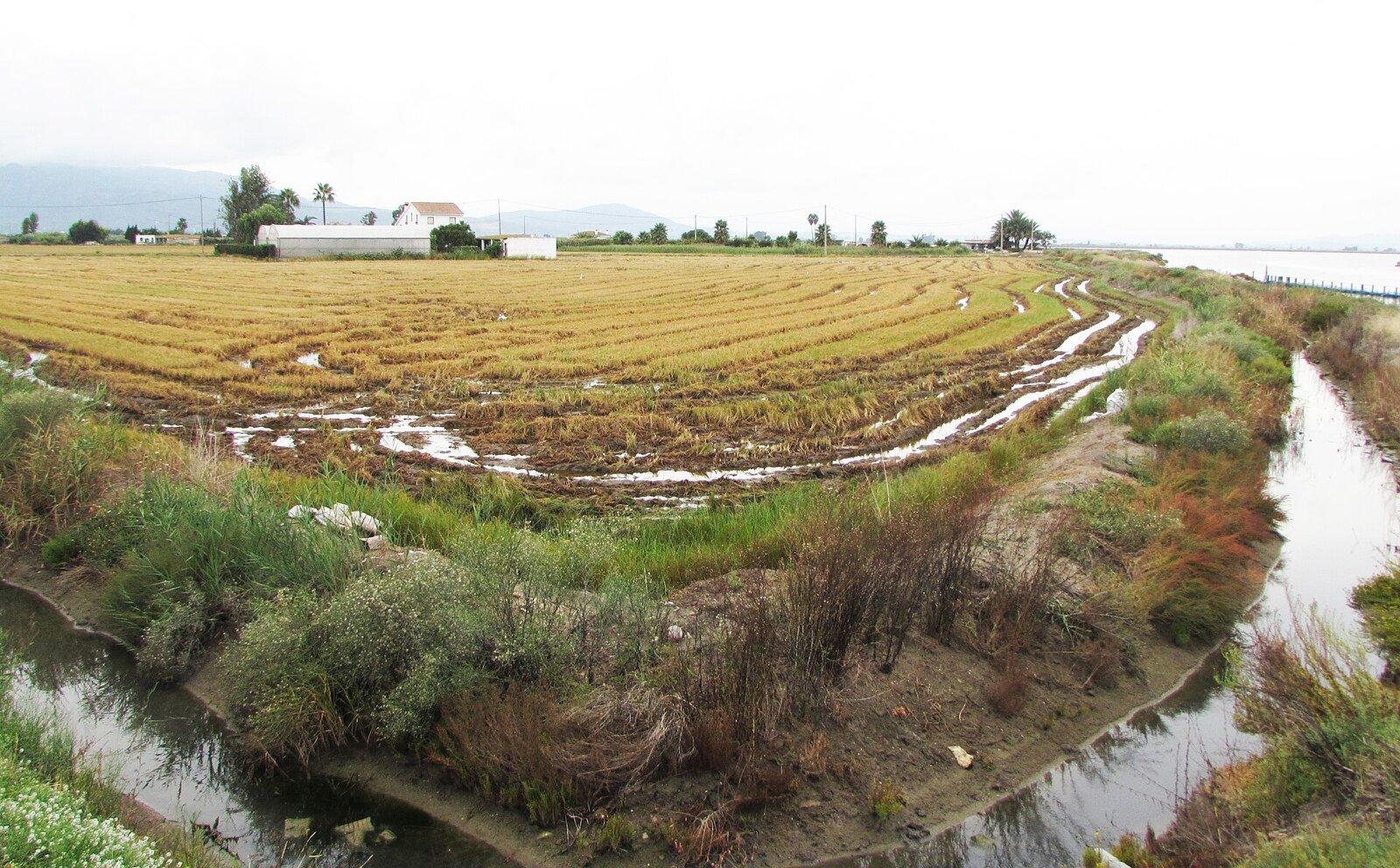 Ebro Delta Guide: Rice Fields, Birdlife and Beaches