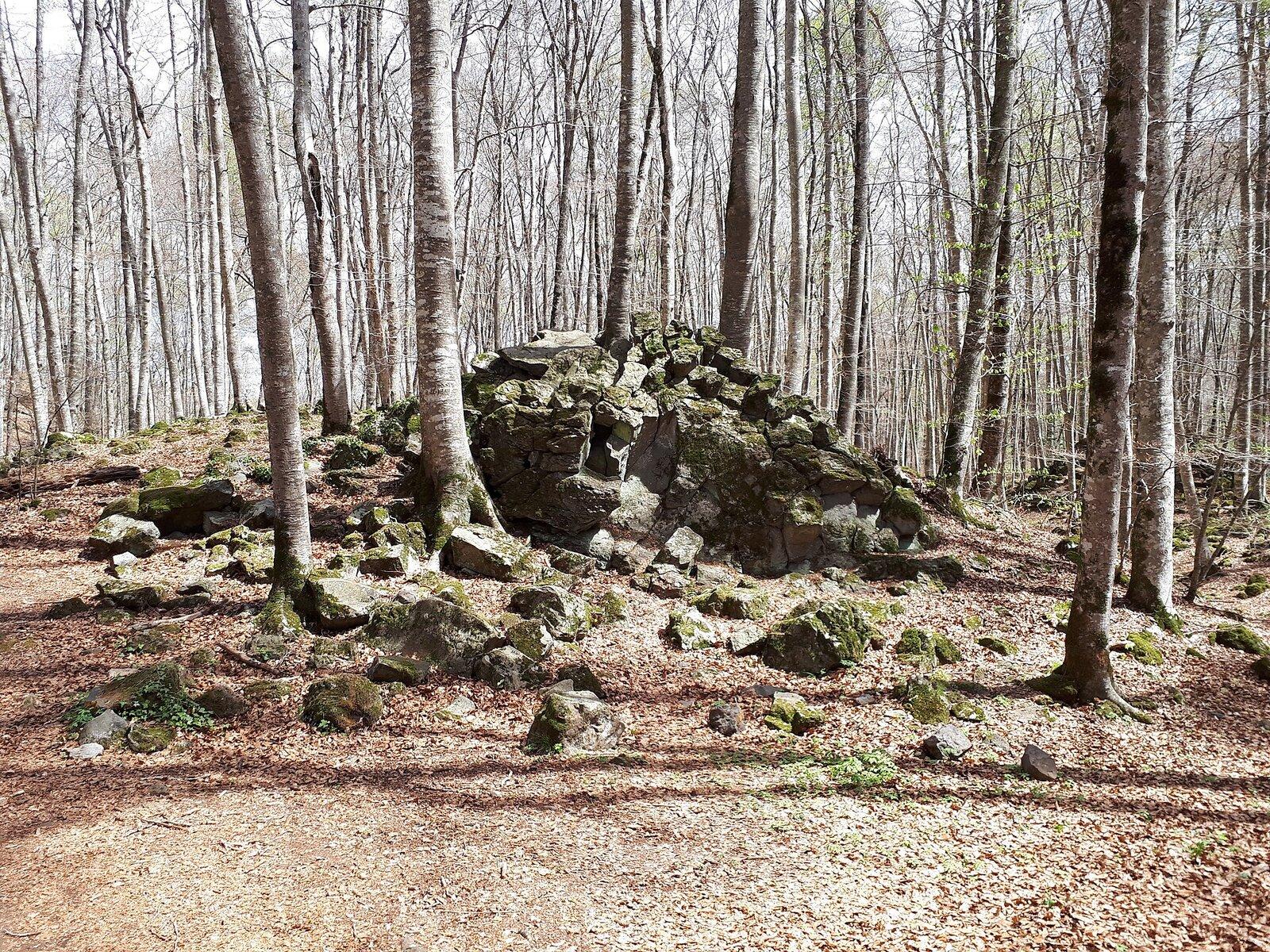 Fageda d'en Jordà beech forest Garrotxa